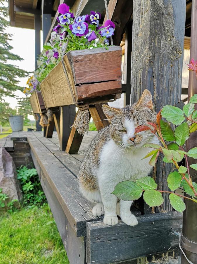 Dylewianka Villa Висока Вес Екстериор снимка